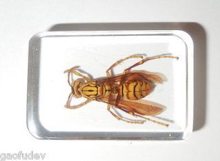 yellow jacket wasp yellow paper wasp specimen lucit e from