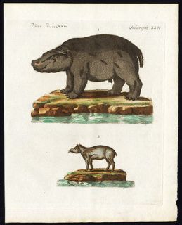 Antique Print HIPPOPOT​AMUS RHINO TAP​IR Bertuch 180​0