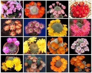 Rebutia variety MIX exotic flowering color cacti rare cactus aloe seed 