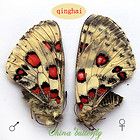 PAIR unmounted butterfly Papilionidae Parnassius nomion gabrieli A1 # 