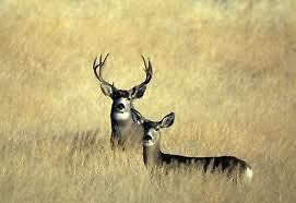 mule deer hunt in Hunting Trips & Leases