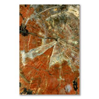A3 Small Poster Polished Slice Petrified Wood Arizona
