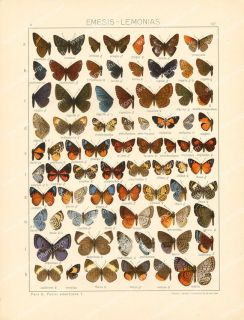 Seitz Papillon Entomologie Emesis Lemonias Litho 1905