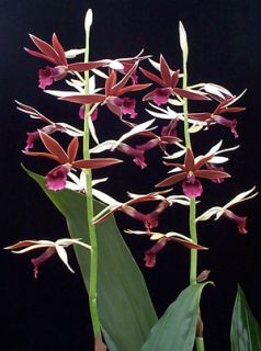 Phaius Alliance Orchid Plant Collection 4 Different Plants PHA098 