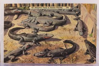 Florida FL Sunny Alligator Farm Postcard Old Vintage Card View 