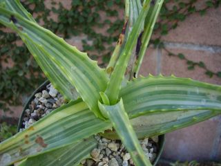 Aloe Arborescens Variegated Plant Succulent Large
