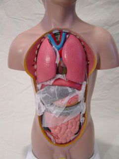 18 Human Male Torso Anatomical Anatomy Model New
