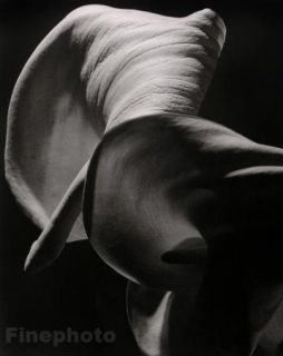 1945 92 Flower Calla Large Abstract Photo Print Horst