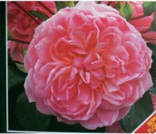 Anne Boleyn Soft Pink Roses 2 Gal Shrub Live Plant Disease Resistant 