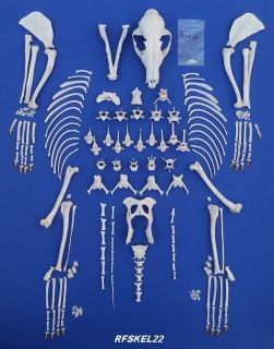   Red Fox Skeleton Skull Science Animal Real Bone Taxidermy
