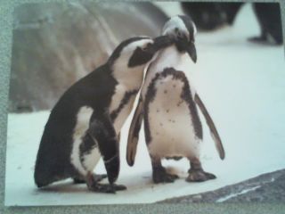 Anniversary Greeting Card Penguins Wishing Special Couple a Very 