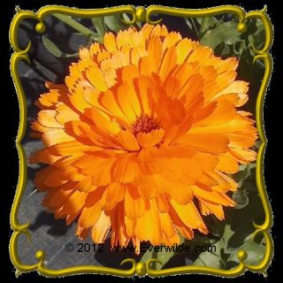 oz Calendula Balls Orange Bulk Wildflower Seeds