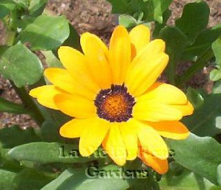 Eye Catching African Daisy Mixture Seeds Annual