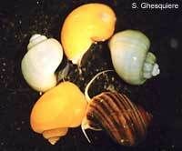    Apple Snails Live Aquarium Algae Eater Snail Pet Fish Tank Filter