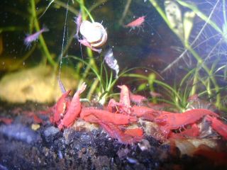 20 SAKURA SOLID RED SHRIMP FRESHWATER AQUARIUM LIVE FISH CHERRY PLANT 