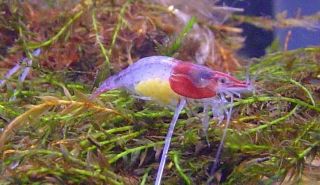 Red Rili Dwarf Shrimp Freshwater Aquarium Algae Eater