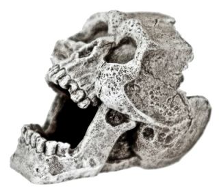 Mini 2 Cracked Human Skull Replica 816 ~ aquarium ornament fish tank 