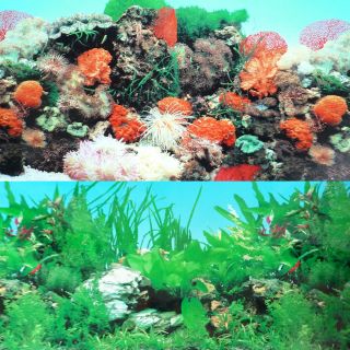   72 Fish Tank Background 2 Sided Reef Tropical Coral Aquarium