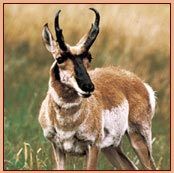 Dont Let This Pronghorn Antelope Spring By You ~ Bid Today