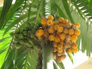 Betel Nut Palm Areca Catechu 5 Seeds
