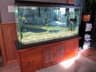 65 Gallon Aquarium Fish Tank with Wood Base Stand