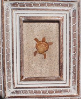 Real Sea Beach Glass Art Nautical Decor One Shell Sea Turtle