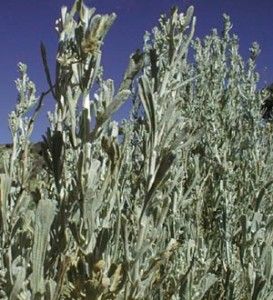 Large Silver Sacred Sage Artemisia Tridentata Smudge Sticks 