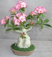Artificial Flowering Desert Rose Bonsai Tree 9x8X12