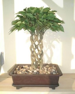 Ficus Bonsai 15 38cm Artificial Silk Tree Imitation Replica Faux Plant