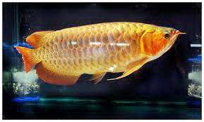 golden_arowana_fish_1