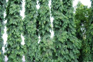 Polyalthia longifolia Ashoka Green Champa Sorrow less Tree Sacred and 
