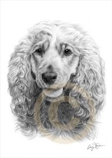   Cocker Spaniel Art Pencil Drawing Print A4 Signed by Artist Le