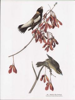 John James Audubon Folio Edition Bird Print Bobolink