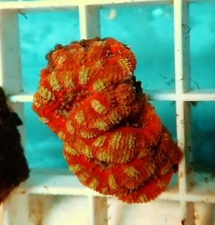 Aussie Acanthastrea Acan Live Coral Favia Echinata Scolymia Ricordea 