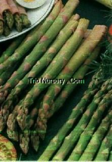 Delicious Asparagus 10 Crowns 2 Year Old Plants
