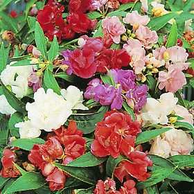balsam camellia mix seeds annual approx 50 seeds per package