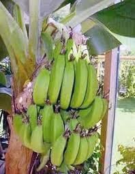 BANANA Dwarf Cavendish Banana Tree Grow your own Prefect for 