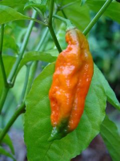   bhut jolokia bangla নাগা মরিচ naga morich