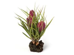 price sold out miniature coastal redwood tree $ 29 99 $ 49 99 40 % off 