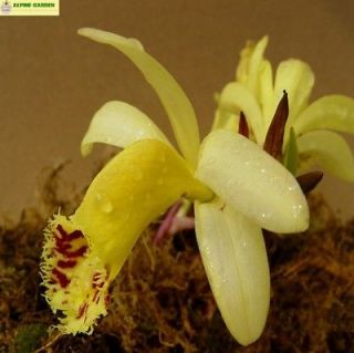 rare hardy orchids*Plei​one forrestii*1f​lowering bulb