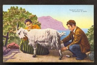 sicilia goat milking milker costume italia italy c 1910 from
