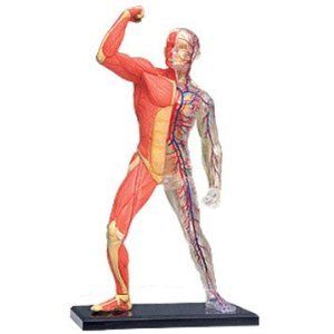 Tedco Anatomy Visible Human Muscle and Skeleton Model