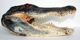 14 inch alligator s head taxidermy