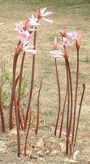 Pink Nked Lady Amaryllis Belladonna Flower Bulbs Second Order Added 