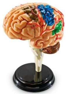 Learning Resources Human Brain Anatomy Model NEW 