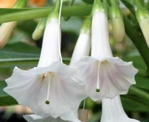 White Mini Angel Trumpet Flower Seed Packet with Planting Information 