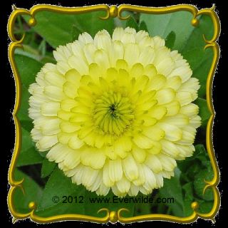 oz Calendula Bon Bon Yellow Bulk Wildflower Seeds