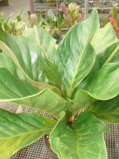   Nest Anthurium Hookeri Huge Tropical Leaves Collectors Plant