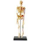 Johns Hopkins Schlossberg Human Skeleton 17 Model NR