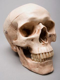 Aged Harvey Life Size 3 Piece 2nd class Human Skull, Halloween Skull 